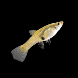 Female Endler Guppy Fish Poecilia Wingei 3cm