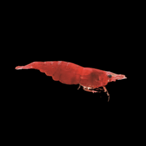 Shrimp 30 x Fire Blood Red Shrimp Neocaridina 2cm
