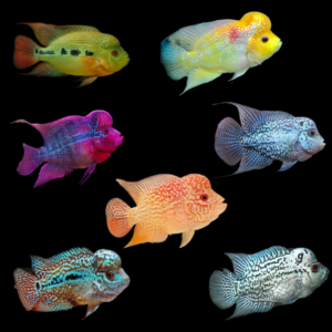 Flowerhorn 10 x Assorted Flowerhorn Cichlid 12cm Adult Male