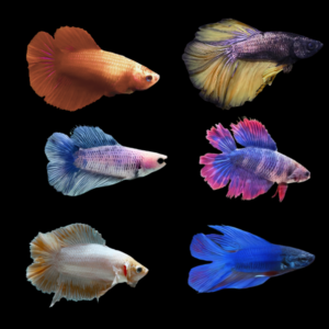 Assorted Betta Full Moon – Aqua Distribution