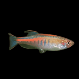 Glowlight Danio Danio Choprai 2cm