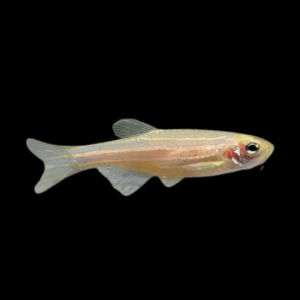 Danio 50 x Assorted Golden Zebra Danio Danio Rerio 2cm