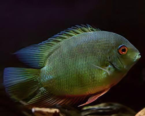 Severum 10 x Assorted Severum Cichlid Heros Sp 12cm - Image 7