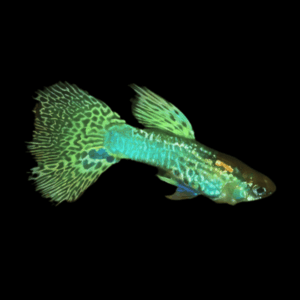 Green King Cobra Male Guppy Poecilia Reticulata 3cm