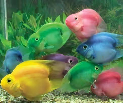 Parrot 12 x Assorted Parrot Fish Hybrid Amphilophus citrinellus × Vieja melanurus 5cm - Image 12