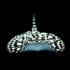 Freshwater High Grade Black Diamond Polka Dot Stingray Potamotrygon Leopoldi Male 20cm