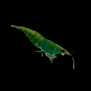 Shrimp 30 x Jade Green Shrimp Neocaridina 2cm
