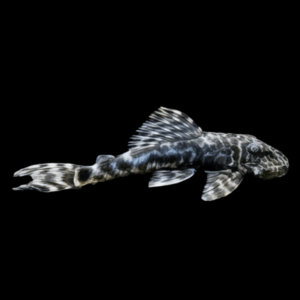 L127 Marble False Columbian Zebra Pleco Peckoltia Lujani 5cm