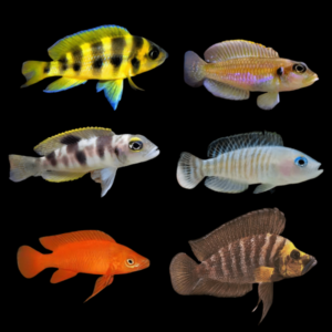 Tanganyikan 10 x Assorted Lamprologus Tanganyikan African Cichlids 4cm