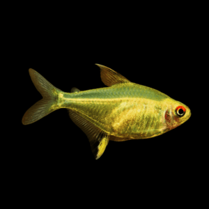 Tetra 50 x Lemon Tetra Hyphessobrycon Pulchripinnis 2cm