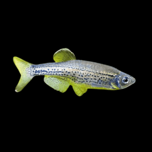 Danio 50 x Assorted Leopard Danio Danio Rerio 2cm