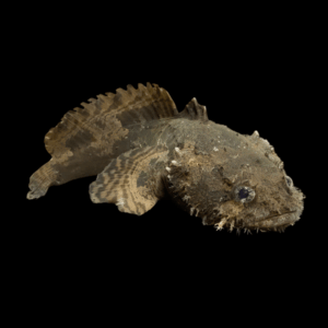 Lion Fish Stone Fish Batrachomoeus Trispinosus 10cm