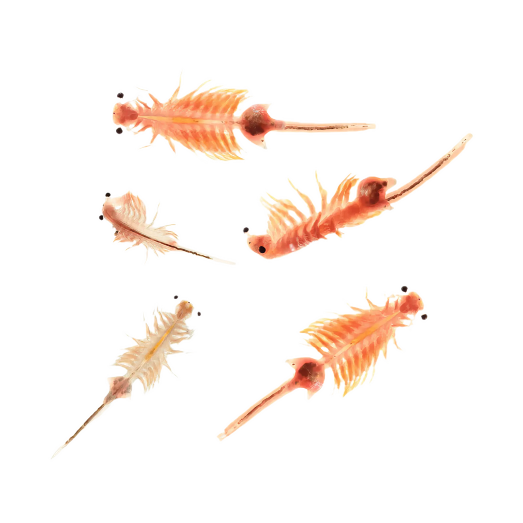 7 x Live Brine Shrimp Hatch-in-the-bag Nauplii (approx. 115 ml per bag)