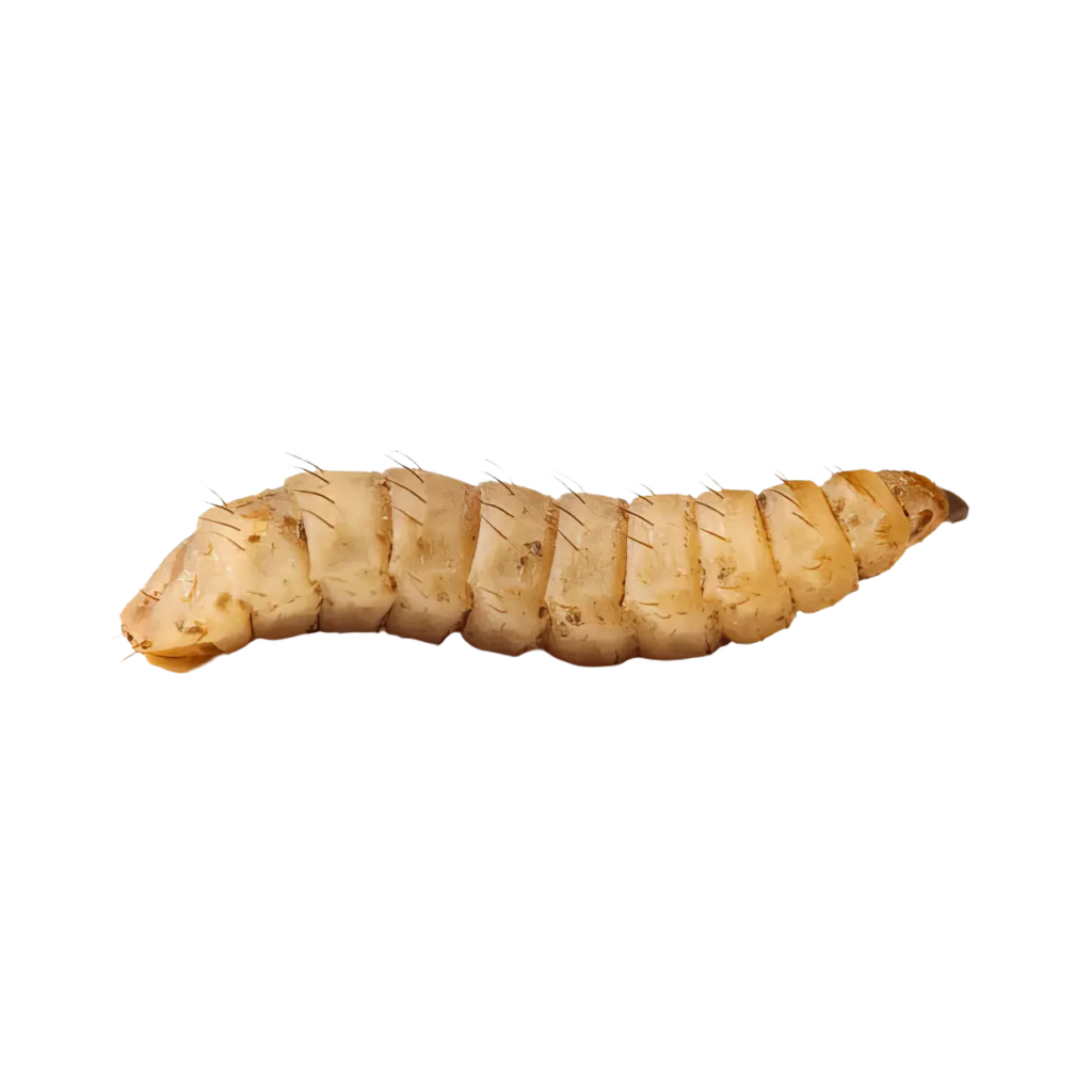 7 x Live Calci Worm 4-8mm Single Feed Bags (approx 250 Worms per bag)