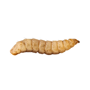 7 x Live Calci Worm 4-8mm Single Feed Bags (approx 250 Worms per bag)