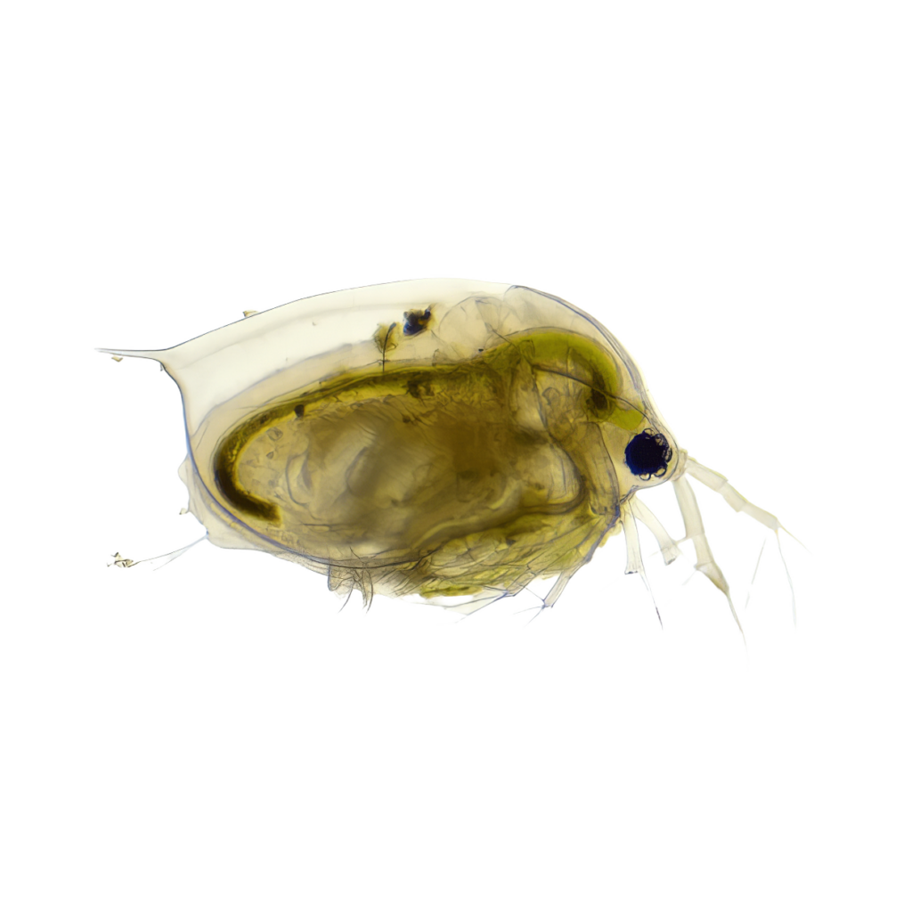 7 x Live Daphnia Single Feed Bags (approx. 115ml per bag)