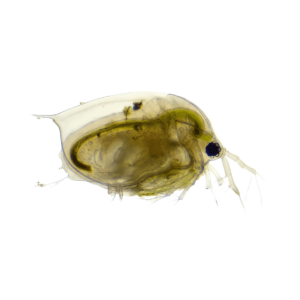 7 x Live Daphnia Single Feed Bags (approx. 115ml per bag)