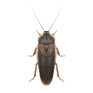 Dubia Cockroach Large 25-30mm approx 10 Cockroachs