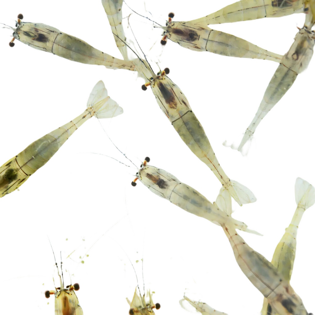 7 x Live Freshwater River Shrimp Single Feed Bags (250 ml bag with approx. 8-10 shrimps per bag)