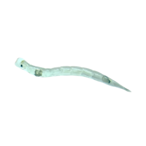 7 x Live Glassworm Single Feed bags (approx. 115ml per bag)