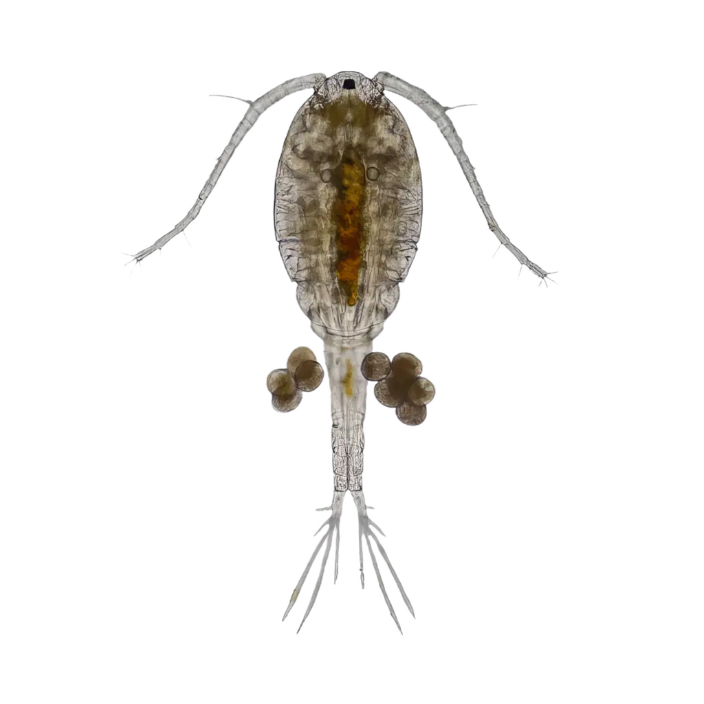7 x Live Marine Copepods Single Feed Bags (approx. 100 ml per bag)