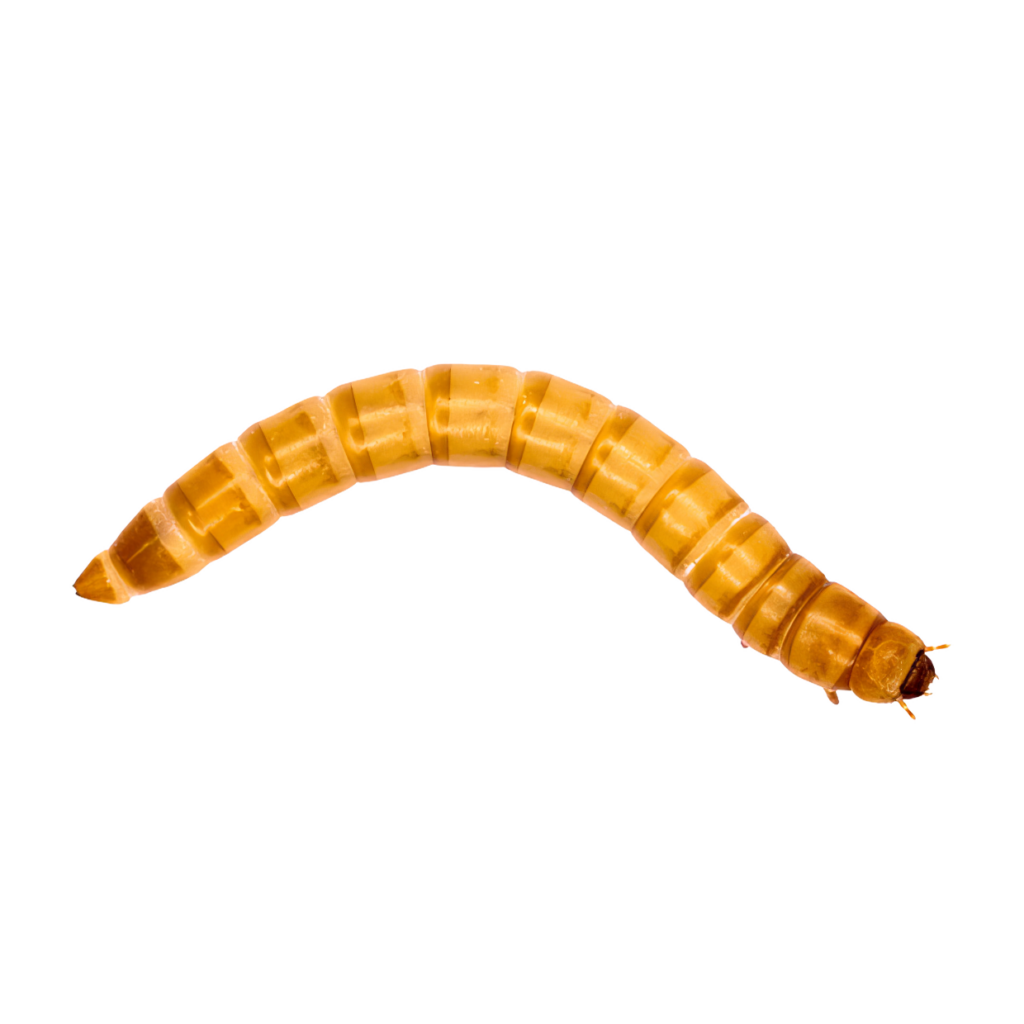 7 x Live Mealworms 10-15mm Single Feed Bags (approx 50G per bag)
