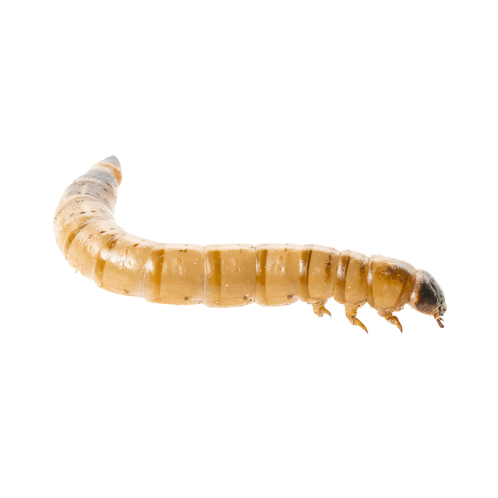 7  x Live Morio Worm 40-60mm Single Feed Bags (approx 50G per bag)