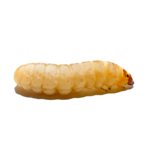 7 x Live Waxworm 15-20mm Single Feed Bags (approx 15G per bag)