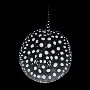 Freshwater Medium Grade Black Diamond Polka Dot Stingray Potamotrygon Leopoldi Male 20cm