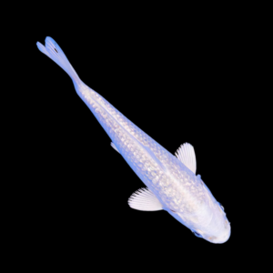 Metallic White Classic Koi Carp Cyprinus Carpio