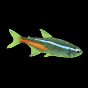 Tetra 50 x Neon Green Tetra Paracheirodon Simulans 2cm x Auction