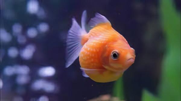 Pearlscale 10 x Assorted Giant Pearlscale Grade AA Goldfish Carassius Auratus 10cm - Image 2