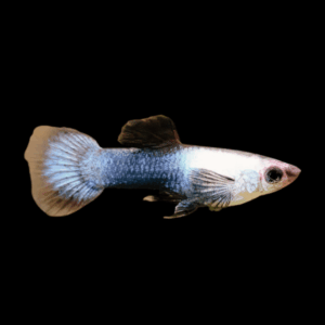 Panda Male Guppy Poecilia Reticulata 3cm