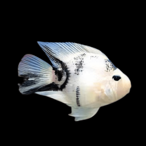 Parrot 12 x Assorted Parrot Fish Hybrid Amphilophus citrinellus × Vieja melanurus 5cm - Image 5