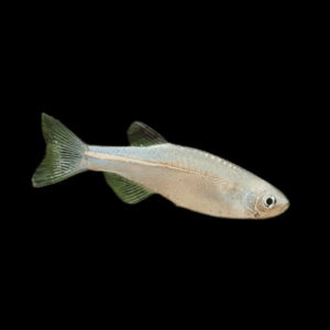 Pearl Danio Danio Albolineatus 2cm