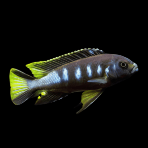 Pseudotropheus Elongatus Chewere Malawi African Cichlid