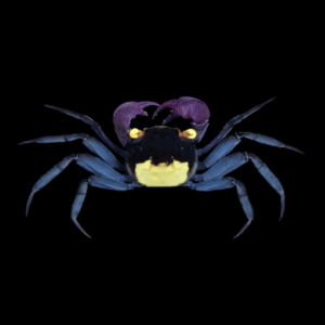 Purple Vampire Crab Geosesarma Dennerle 3cm