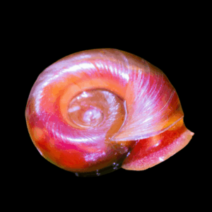 Snail 8 x Ramshorn Pink Snail Planorbidae 2cm