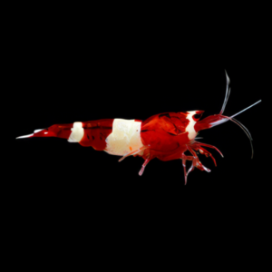 High Grade Shrimp 10 x Red King Kong High Grade Shrimp Caridina Sp 2cm