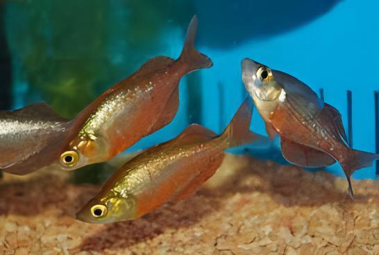 Rainbow 30 x Rainbow Fish Red Glossolepis Incisus 5cm - Image 7