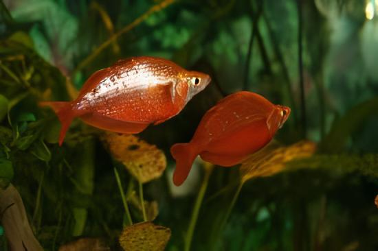 Rainbow 30 x Rainbow Fish Red Glossolepis Incisus 5cm - Image 5