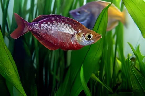 Rainbow 30 x Rainbow Fish Red Glossolepis Incisus 5cm - Image 4