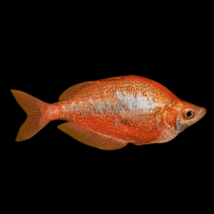 Rainbow 30 x Rainbow Fish Red Glossolepis Incisus 5cm