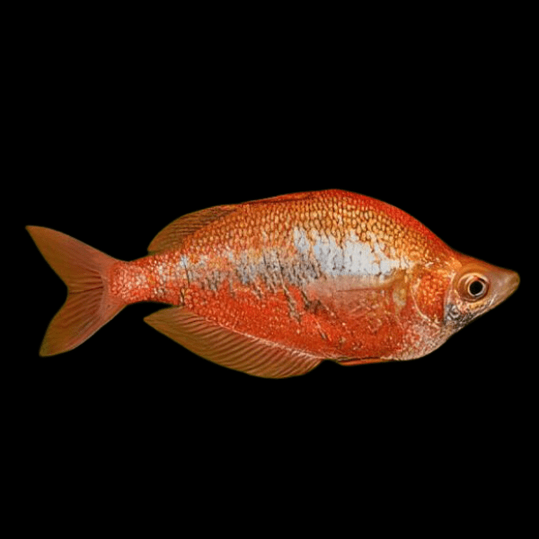 Rainbow 30 x Rainbow Fish Red Glossolepis Incisus 5cm