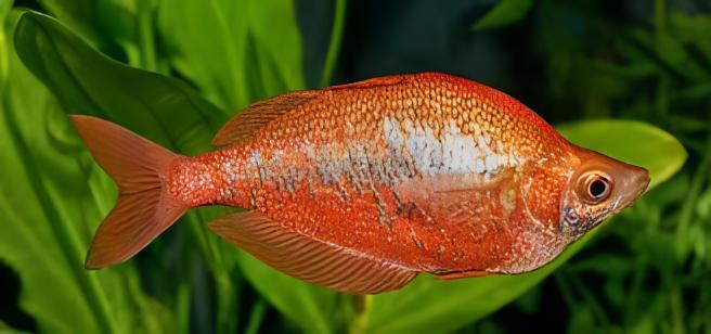 Rainbow 30 x Rainbow Fish Red Glossolepis Incisus 5cm - Image 6