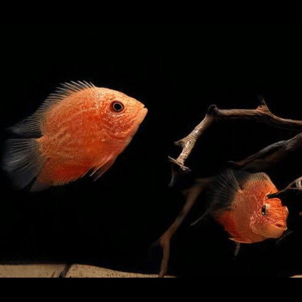 Severum 10 x Assorted Severum Cichlid Heros Sp 12cm - Image 6