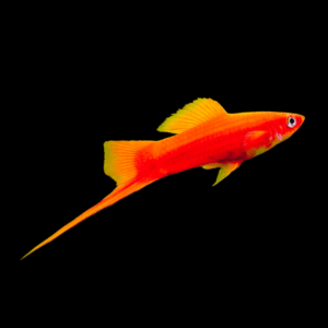 Red Swordtail Xiphophorus Hellerii 3cm