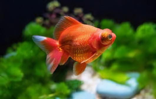 Telescope 10 x Assorted Giant Telescope Butterfly Moor Grade AA Goldfish Carassius Auratus 10cm - Image 6