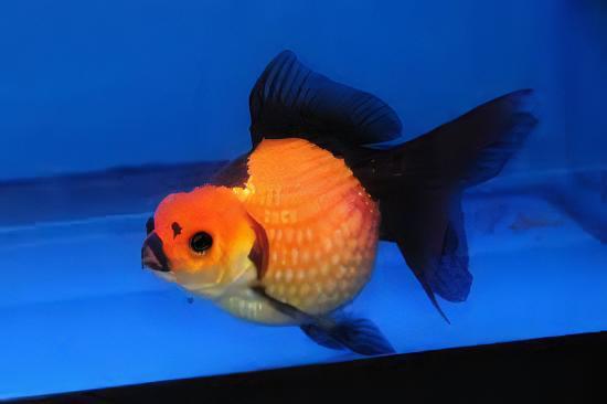 Pearlscale 10 x Assorted Giant Pearlscale Grade AA Goldfish Carassius Auratus 10cm - Image 4