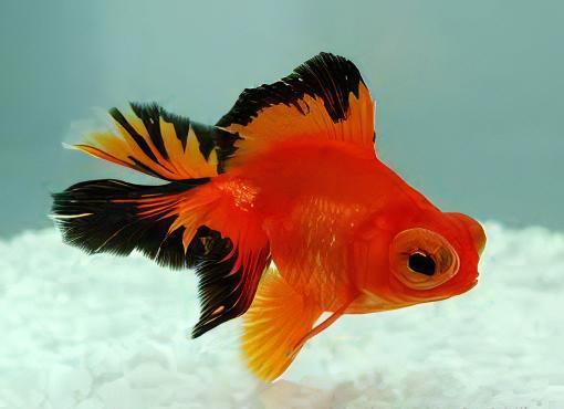 Telescope 10 x Assorted Giant Telescope Butterfly Moor Grade AA Goldfish Carassius Auratus 10cm - Image 8